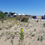 Photo n°7 de l'avis de Donatella.i fait le 03/07/2020 à 09:32 sur le  Chiosco da Lorenzo à Cavallino-Treporti