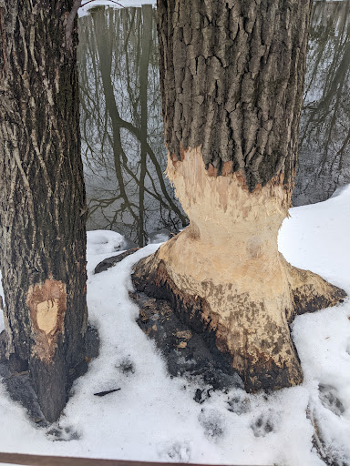 Nature Preserve «Harms Woods», reviews and photos, Harms Rd, Glenview, IL 60025, USA