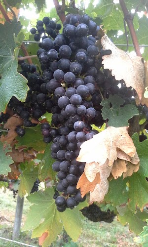Valhalla Vineyards - photo 8