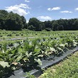 Grassy Hill Farm