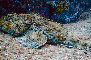 Scubaja Diving image
