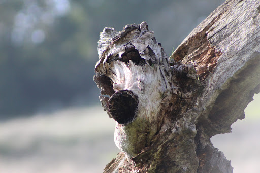 Nature Preserve «Coyote Valley Open Space Preserve», reviews and photos, 550 Palm Ave, Morgan Hill, CA 95037, USA