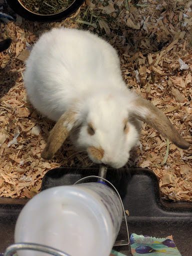 Pet Store «All About Pets LLC», reviews and photos, 52567 Columbia River Hwy, Scappoose, OR 97056, USA