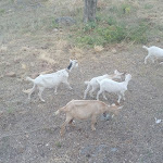 Photo n°3 de l'avis de gialu.i fait le 26/11/2019 à 23:30 sur le  Oasi Petrus Cilento à Lentiscosa