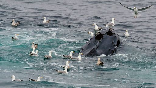 Whale Watching Tour Agency «Cape Ann Whale Watch», reviews and photos, 415 Main St, Gloucester, MA 01930, USA