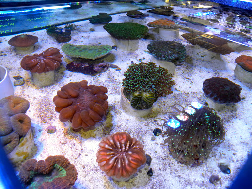 Tropical Fish Store «Saltwater Paradise», reviews and photos, 1313 W Airport Fwy, Irving, TX 75062, USA