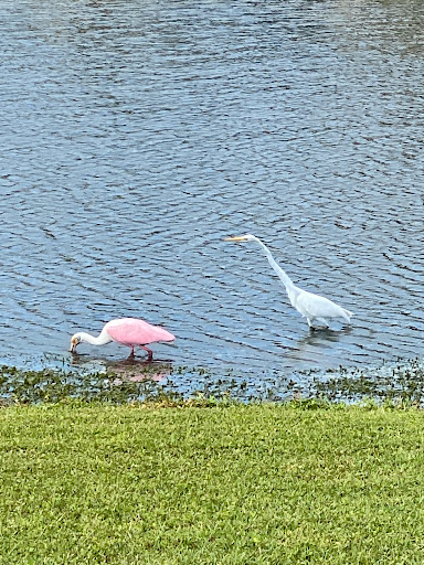 Public Golf Course «Vista Plantation Golf Club», reviews and photos, 48 Plantation Dr, Vero Beach, FL 32966, USA