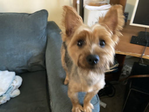 Pet Supply Store «PetSmart», reviews and photos, 5226 S College Rd, Wilmington, NC 28412, USA