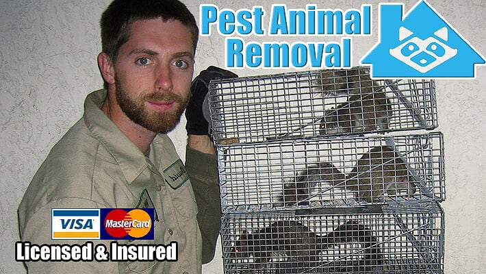 Pest Animal Removal Annapolis