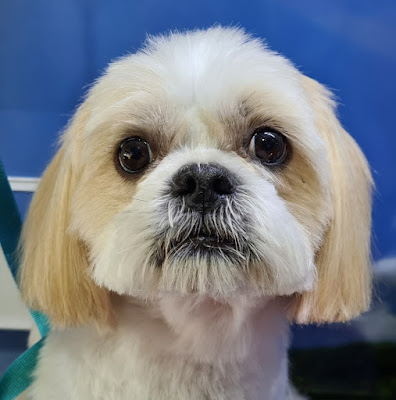 Superstar Dogs (Dog grooming and training)