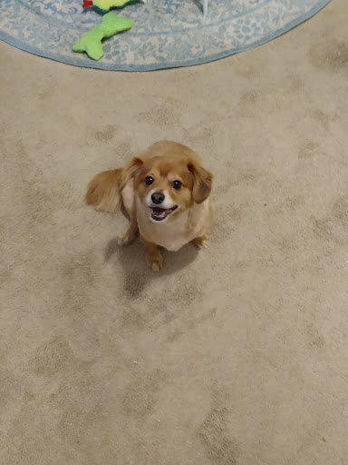 Pet Supply Store «Pet Supplies Plus», reviews and photos, 3340 Sheridan Dr, Amherst, NY 14226, USA