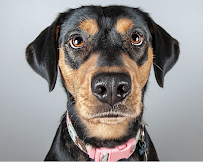 Rocky & Co. Pet and Family Photography - Photo 7 - Car repair in , Rochester