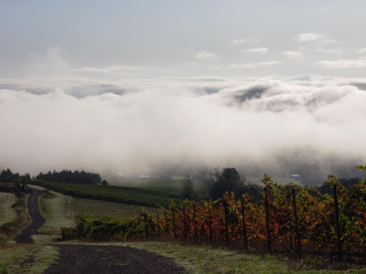 Winery «Benton-Lane Winery», reviews and photos, 23924 Territorial Rd, Monroe, OR 97456, USA