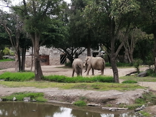 Safari Masai Mara