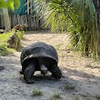 Tortoise Habitat