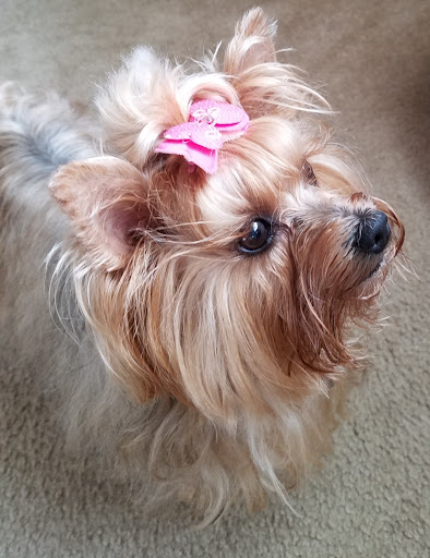 Pet Store «PetSmart», reviews and photos, 6545 North Grand Parkway West Suite 104, Spring, TX 77389, USA