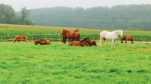 Centre équestre Ferme Equestre Barthlihutte Largitzen