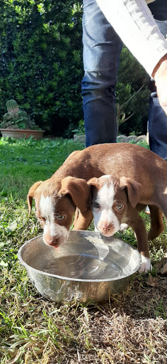 Pensioni per cani e dog hotel a La Quercia Rossa