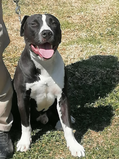 Acenca Escuela Canina