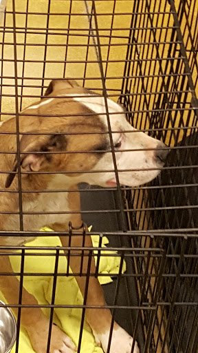 Pet Supply Store «PetSmart», reviews and photos, 2940 Chapel Hill Rd, Douglasville, GA 30135, USA