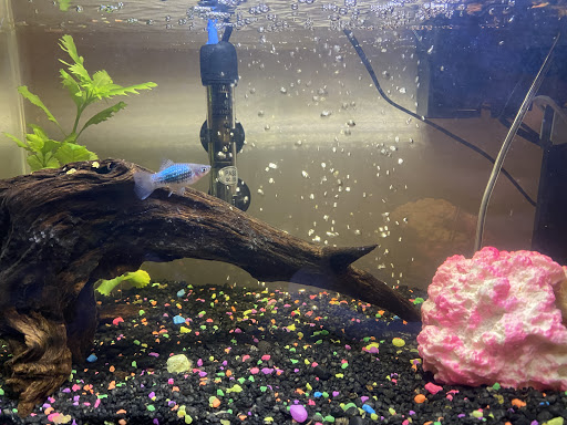 Tropical Fish Store «Old Town Aquarium», reviews and photos, 1538 N Wells St, Chicago, IL 60610, USA