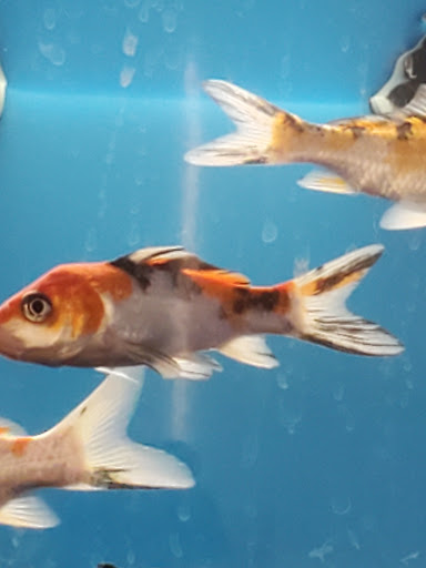 Pet Supply Store «PetSmart», reviews and photos, 7355 Market Pl Dr, Aurora, OH 44202, USA