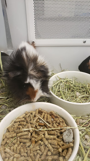 Pet Supply Store «Petco Animal Supplies», reviews and photos, 12163 Sheridan Blvd, Broomfield, CO 80020, USA