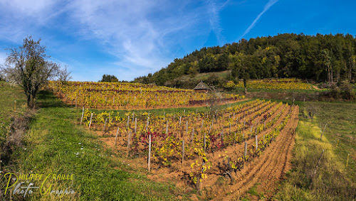 Vignoble de Ceyrat à Voutezac