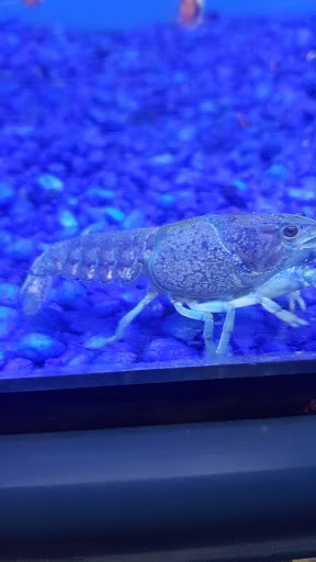 Pet Store «Pet Junction», reviews and photos, 146 NH-108, Dover, NH 03820, USA