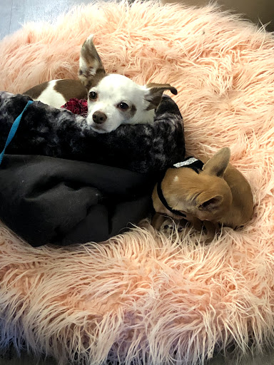 Pet Supply Store «Sonoma Pet and Aquatics», reviews and photos, 201 W Napa St #7, Sonoma, CA 95476, USA