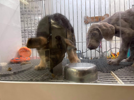 Pet Store «Pets Plus Inc», reviews and photos, 2610 Jefferson Davis Hwy, Stafford, VA 22554, USA