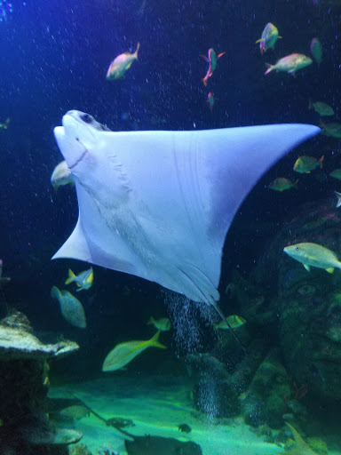 Shopping Mall «Great Lakes Crossing Outlets», reviews and photos, 4000 Baldwin Rd, Auburn Hills, MI 48326, USA