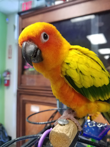 Angel's exotic pets and supplies