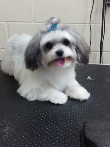 Pet Supply Store «Ma & Paws Pet Supplies», reviews and photos, 206 Anderson Ln N #200, Hendersonville, TN 37075, USA