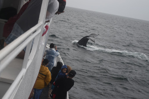 Cruise Agency «Capt. Bill & Sons Whale Watch», reviews and photos, 24 Harbor Loop, Gloucester, MA 01930, USA