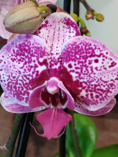 Grocery Store «The Fresh Market», reviews and photos, 5920 Red Bug Lake Rd, Winter Springs, FL 32708, USA