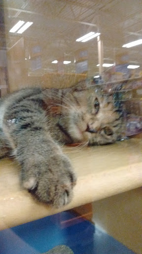 Pet Supply Store «PetSmart», reviews and photos, 2300 Gary Farm Blvd #600, Bowling Green, KY 42104, USA
