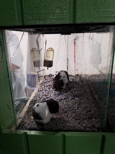 Pet Store «Art In Motion Pets», reviews and photos, 1893 S Western Ave, Marion, IN 46953, USA