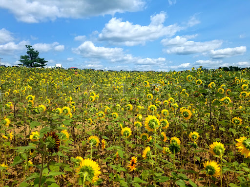 Tourist Attraction «Sunflower Maze», reviews and photos, South St, Middlefield, CT 06455, USA