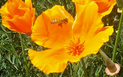 Community Center «Hermosa Beach Community Center», reviews and photos, 710 Pier Ave, Hermosa Beach, CA 90254, USA