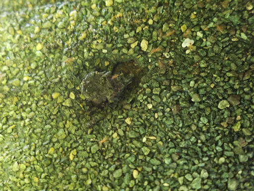 Park «Yantacaw Brook Park», reviews and photos, 30 Club Rd, Montclair, NJ 07043, USA