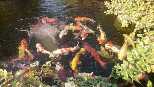 Koi Enterprise image