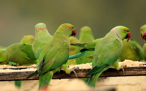 Parrot Sudarson image