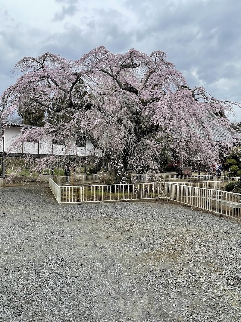 妙宣寺のしだれ桜