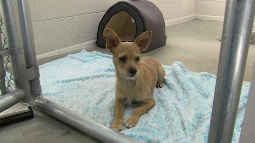 Pet Boarding Service «Bed & Biscuit Pet Resort», reviews and photos, 5525 AZ-69, Mayer, AZ 86333, USA