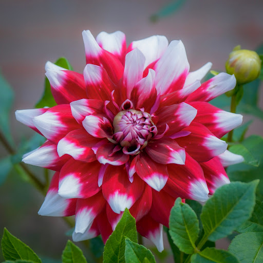 Tattoo Shop «Spirit Gallery Tattoo», reviews and photos, 207 Bank St, New London, CT 06320, USA