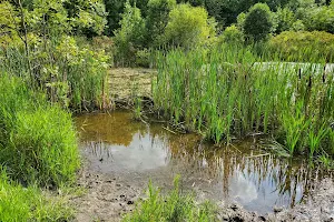 Great Swamp Conservancy image