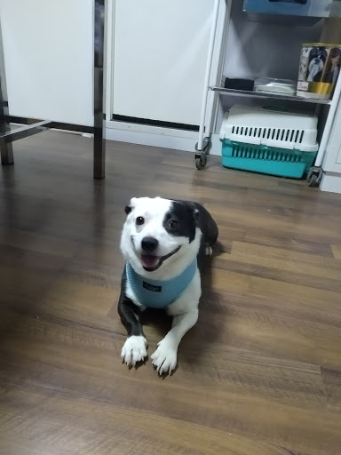 Centro Veterinario Los Angeles en Almería