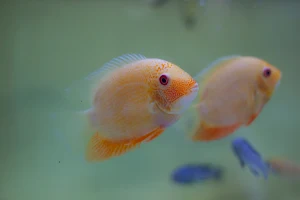 Sona Aquarium discuss marine fish image