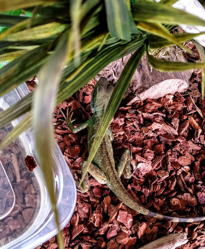 Pet Supply Store «Petco Animal Supplies», reviews and photos, 239 Newburyport Turnpike, Topsfield, MA 01983, USA